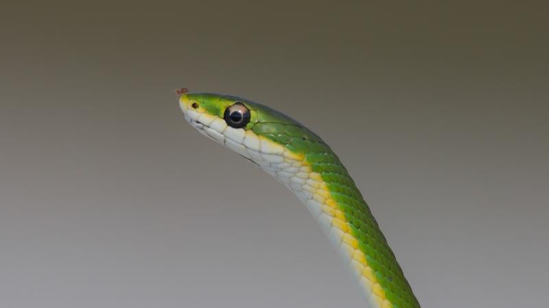 A rough green snake at Kissimmee Prairie Preserve State Park. 